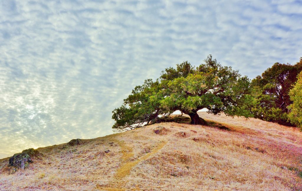 Mt. Tamalpais sits over Mill Valley, Larkspur, Fairfax and Marin County