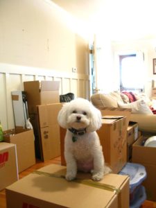 moving with pets